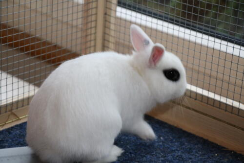 2018 11 beurteilung alchenflueh06