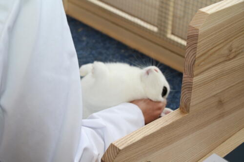 2018 11 beurteilung alchenflueh21