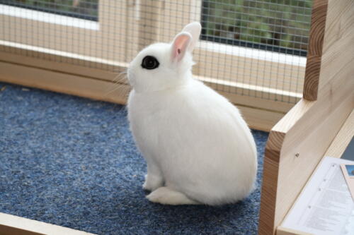 2018 11 beurteilung alchenflueh43