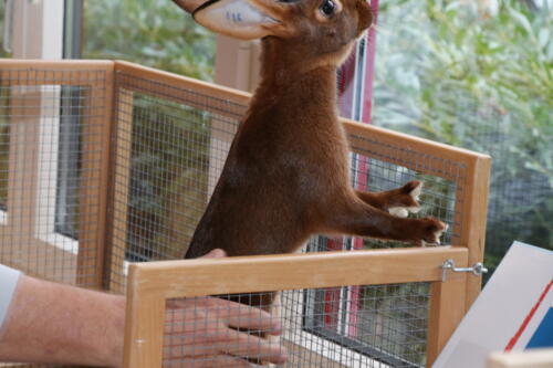 2018 11 beurteilung alchenflueh45